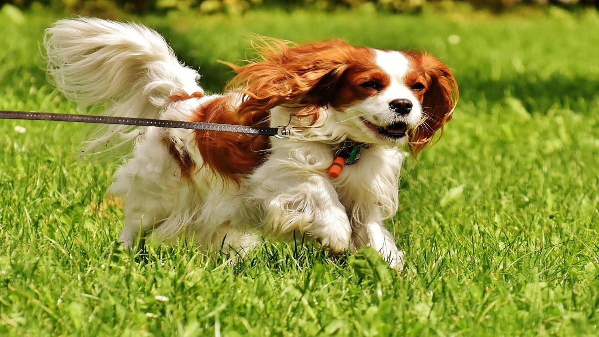 Aree per cani: il dovere di vigilanza del proprietario del cane